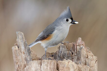 A Tufted Titmouse Perches On A Dead Tree Stump In Winter With A Seed In Its Beak.
