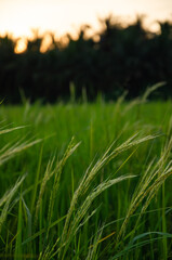 Wall Mural - In the evening, when the sun is about to set, rice fields look like this