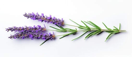 Poster - One lavender flower isolated on white background blooming on a twig Alternative herb Copy space image Place for adding text or design