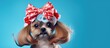 Red curler wearing Shih Tzu grooming on blue Copy space image Place for adding text or design