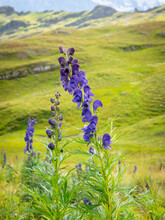 Aconitum Napellus Flowers Isolated In The Mountains Of The Swiss Alps With Blurred Background