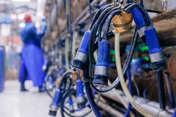 Wall Mural - Closeup milking suction machine with teat cups working with cow udder at cattle dairy farm. Concept modern technology equipment agriculture industry