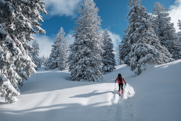 Wall Mural - Senior man during ski tour, Inzell, Kienberg, Germany