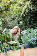 Wall Mural - Blond woman harvesting mangold from her raised bed in her own garden