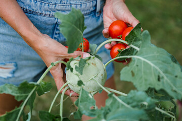 Wall Mural - Blond woman harvesting tomatoes and kohlrabi