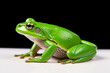 Green tree frog. Generated AI