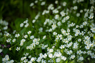 Wall Mural - lush bloom of cute white flowers in the forest.
  