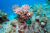 Fototapeta Do akwarium - Colorful, picturesque coral reef at the bottom of tropical sea, Cauliflower Coral, underwater landscape