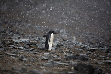 Penguin In Antarctica 