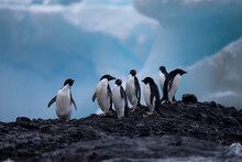Penguins In Antarctica 