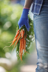 Wall Mural - Woman holding bunch of carrots