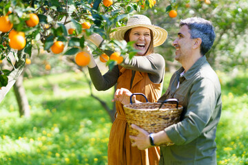 Wall Mural - Happy couple picking organic oranges from a tree in the countryside