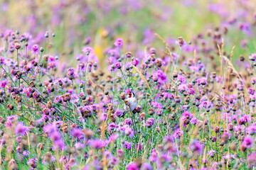 Wall Mural - A goldfinch sits hidden in a field full of blue thistles eating their seeds