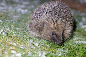 Canvas Print - cold hedgehog 