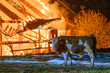 Stier blickt auf in Flammen stehenden Stall
