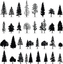 Silhouette Tree Pine Forest Fir Vector Set Nature Black Illustration Isolated Plant