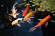 Carp colorful pond nature orange aquatic koi garden fishes goldfish water