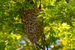 Honey bee swarm in Petaluma California hanging from a tree branch