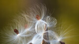 Fototapeta Dmuchawce - Asclepias syriaca, commonly called common milkweed, butterfly flower, silkweed, silky swallow-wort, and Virginia silkweed.