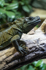 Wall Mural - Green lizard on a tree trunk.