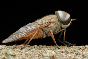 macro of a fly