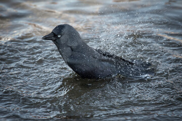 Aufkleber - A close up of a jackdaw, Corvus monedula, as it bathes in the pool. Water is splashing from the birds tail. There are no people and space for text
