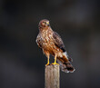 Northern harrier perched and on the hunt