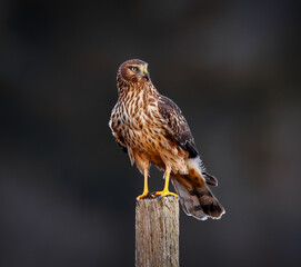 northern harrier perched and on the hunt