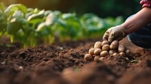 Person Planting Potatoes In Neatly Arranged Rows, With The Focus On The Hands And The Soil-filled Furrows, Showcasing The Organized Approach To Vegetable Cultivation