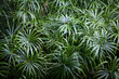 © Tasha Van Zandt - Green tropical ferns in Tahiti