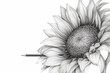 Sketch illustration of a sunflower on a white background