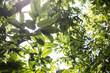 © Tasha Van Zandt - Tropical green leaves overhead in the canopy of trees in Tahiti