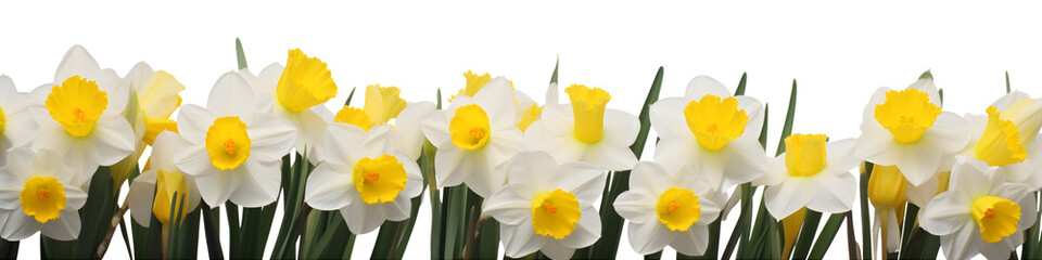 Wall Mural - row of daffodil flowers banner isolated on transparent background - floral design element PNG cutout