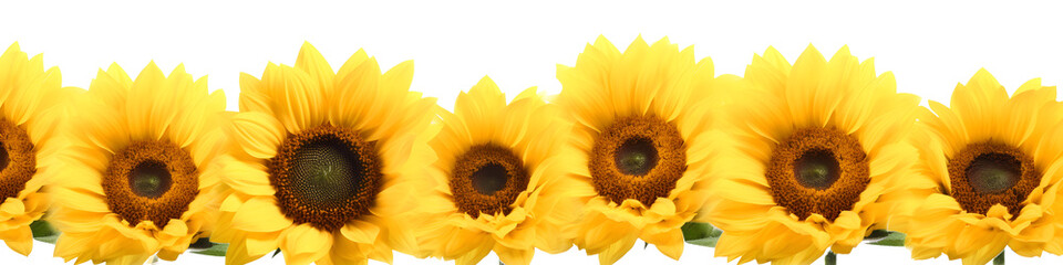 row of sunflowers banner isolated on transparent background - floral design element png cutout