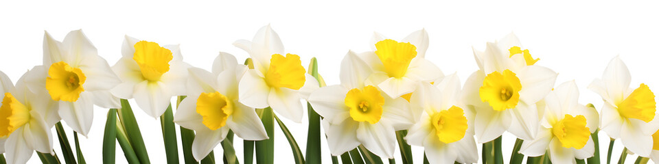 Wall Mural - row of daffodil flowers banner isolated on transparent background - floral design element PNG cutout