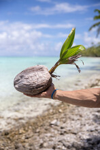 A Man's Hand Holding A Coconut On A Tropical Beach In Tahiti 