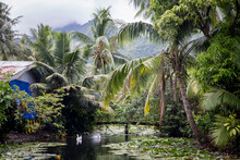 Stunning Tropical Beach Landscape With Lush Leaves In Tahiti  With Swans
