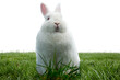 Digital png photo of white bunny in grass on transparent background
