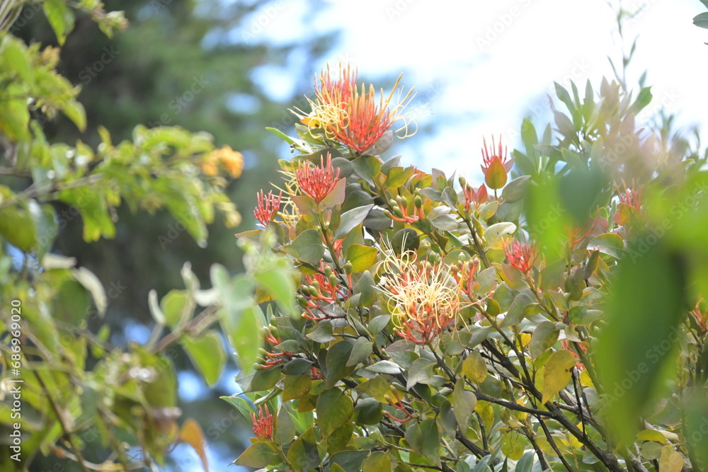 Tropische Blätter und Pflanzen in Costa Rica