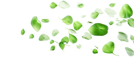 Wall Mural - green leaves flying Set of waves formed by green leaves on a transparent background. Isolated.