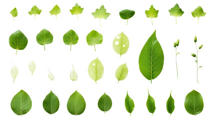 Wall Mural - Green leaf icon, set of leaf icons on isolated background. Collection of green leaves on transparent background. Isolated.