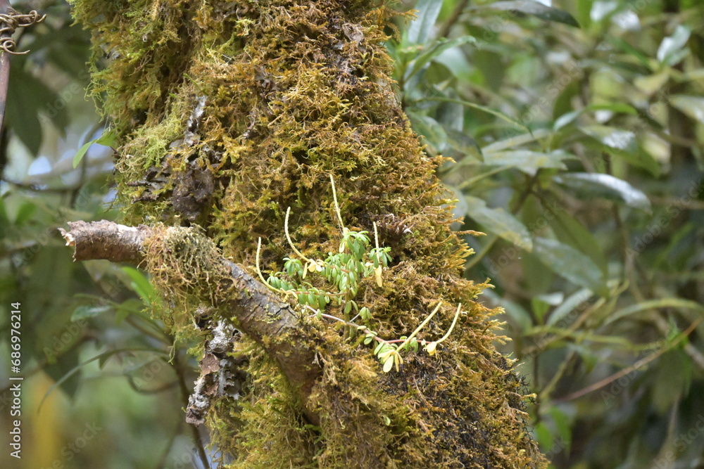 Tropischer Nebelwald bei Monteverde in Costa Rica