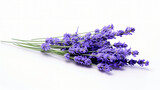 Fototapeta Lawenda - Lavender