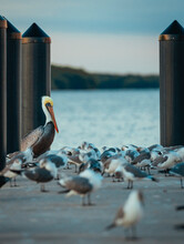 Pelicans On The Pier Florida Key Biscayne