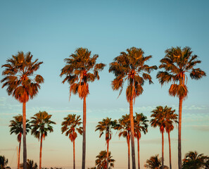 Wall Mural - palm trees on the beach at sunset key Biscayne Florida