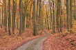 Waldweg im Herbst
