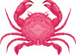Crab top view, vector isolated animal.