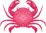 Fototapeta Pokój dzieciecy - Crab top view, vector isolated animal.
