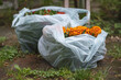 Flower seedlings in a bag. A plastic bag with flower seedlings. in the park. Landscape design. Sale of flower seedlings.