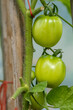 Tomatoes ripen on a branch in a home greenhouse. Green.